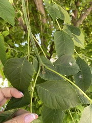 Fraxinus pennsylvanica