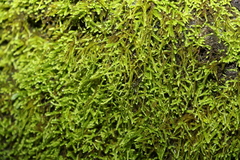 Racopilum cuspidigerum