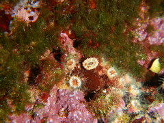 Polycyathus muellerae