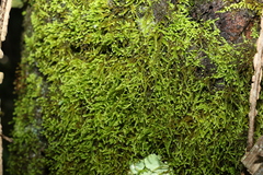Racopilum cuspidigerum