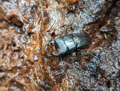 Aegus laevicollis formosae