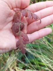 Chaerophyllum temulum