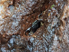 Aegus laevicollis formosae
