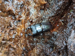 Aegus laevicollis formosae