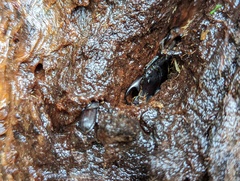 Aegus laevicollis formosae