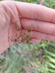 Chaerophyllum temulum