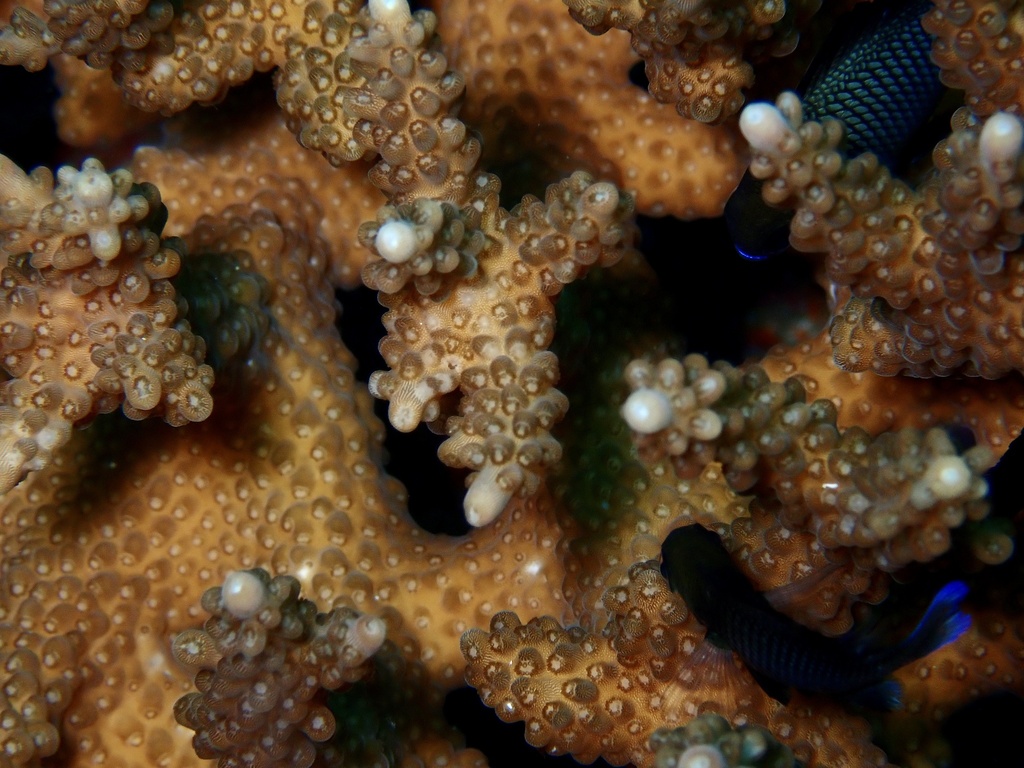 Acropora solitaryensis