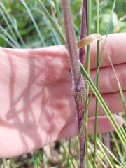 Chaerophyllum temulum