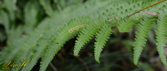 Dryopteris
