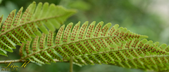 Dryopteris