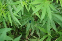 Chrysochus chinensis