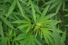 Chrysochus chinensis