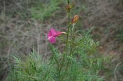 Incarvillea sinensis