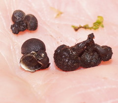 Xylaria tuberiformis