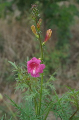 Incarvillea sinensis
