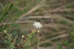 Thalictrum petaloideum