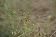 Thalictrum petaloideum