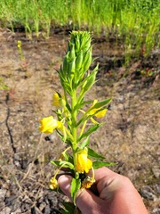 Oenothera pycnocarpa