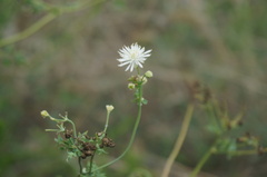Thalictrum petaloideum
