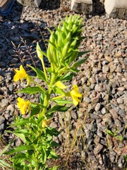 Oenothera pycnocarpa
