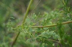 Thalictrum petaloideum