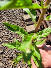 Oenothera pycnocarpa