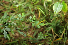 Synostemon albiflorus