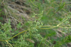 Thalictrum petaloideum
