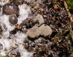 Xylaria tuberiformis