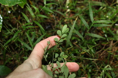 Synostemon albiflorus