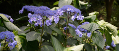 Hydrangea serrata