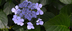 Hydrangea serrata