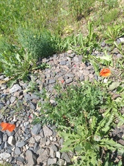 Papaver dubium dubium