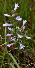 Penstemon gracilis