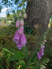 Digitalis purpurea