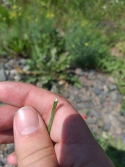 Papaver dubium dubium