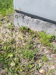 Papaver dubium dubium