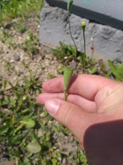 Papaver dubium dubium