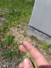 Papaver dubium dubium