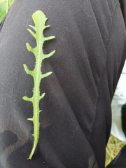 Hypochaeris radicata