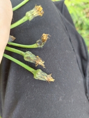 Hypochaeris radicata