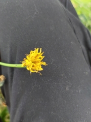 Hypochaeris radicata