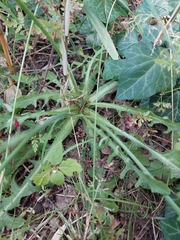 Hypochaeris radicata