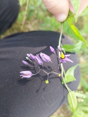 Solanum dulcamara