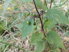 Solanum dulcamara
