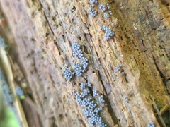 Cribraria argillacea