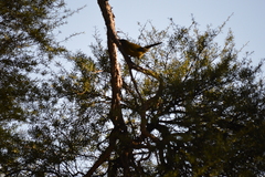 Anthornis melanura