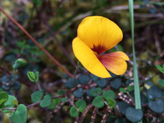 Bossiaea cordigera