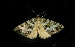 Pseudocoremia lactiflua