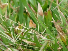 Lycaena phlaeas abbottii